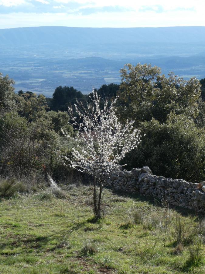 Le Jas Des Aiguiers Saint-Saturnin-d'Apt Exterior foto
